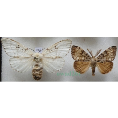 Lymantria dispar (Linnaeus, 1758) pair Brudnica nieparka Czech86j